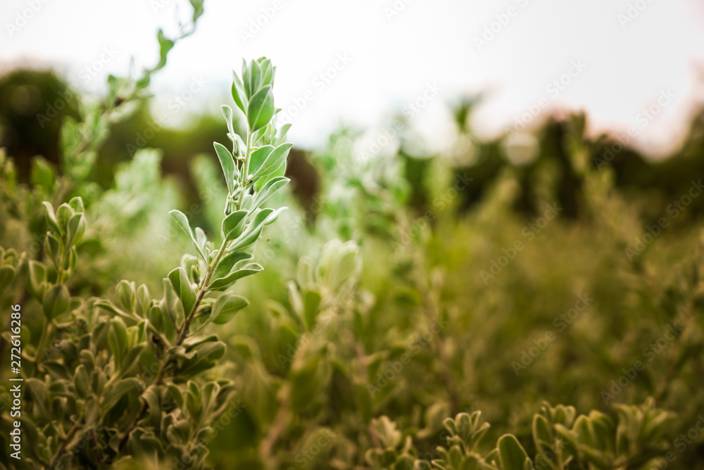Neon tree is a small shrub. Leaves with a soft white coat covered. Neon tree is a small shrub. Leaves with a soft white coat covered.