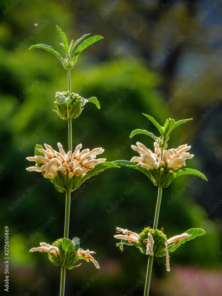 Wild dagga or lion's tail (Leonotis leonurus var. albiflora) flower. Cape Town. Western Cape. South Africa Wild dagga or lion's tail (Leonotis leonurus var. albiflora) flower. Cape Town. Western Cape. South Africa