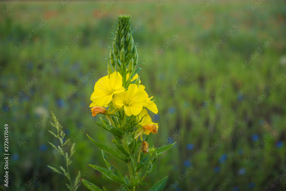 Evening primrose (Oenothera biennis).- yellow flower