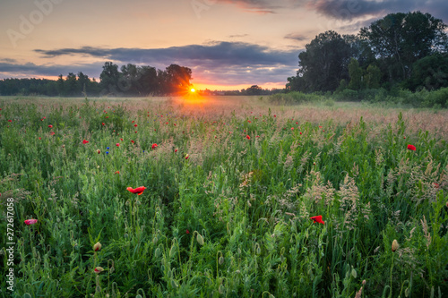 Sunrise over the meadow with poppy