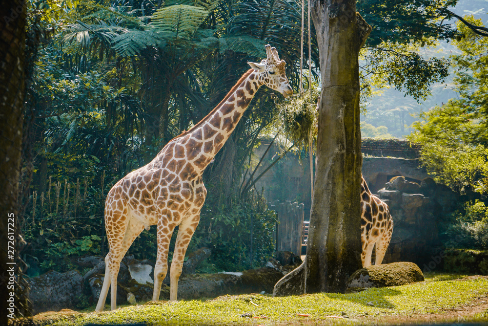 Ταπετσαρία giraffe in the zoo