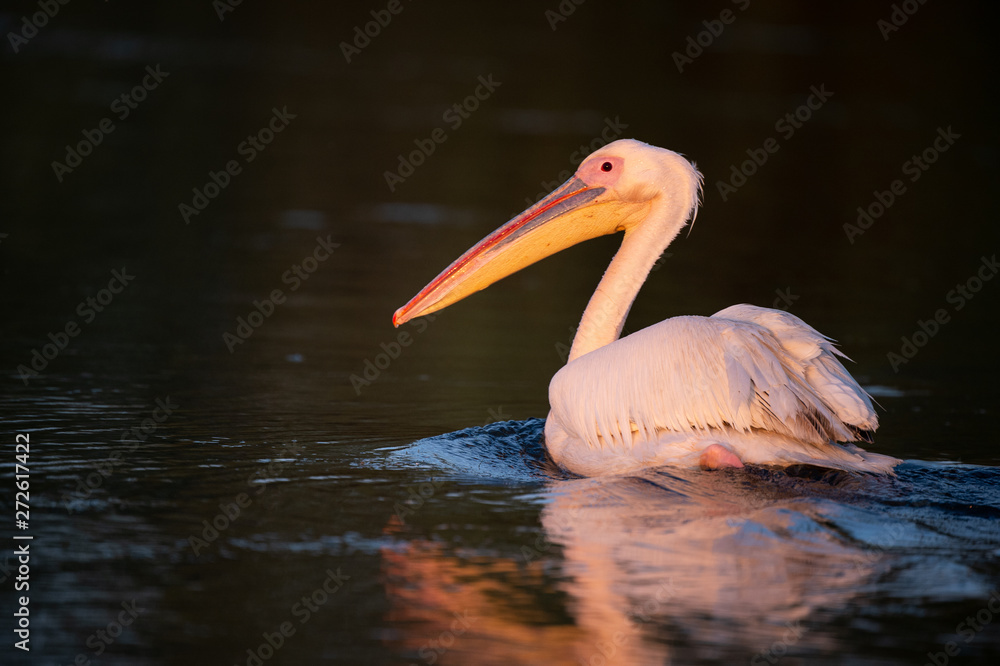 Pelican from Danube Delta at sunrise Pelican from Danube Delta at sunrise