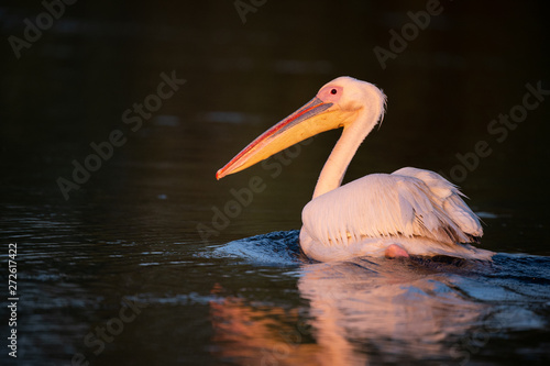 Pelican from Danube Delta at sunrise