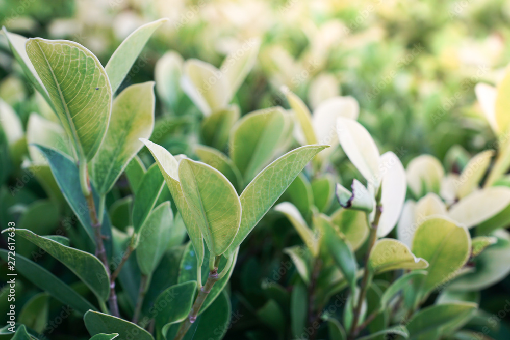 Obraz premium Lofty Fig or Ficus altissima Blume is a large tree. Brownish-bark boughs scattered around thick, round bushes.