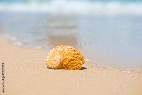 Orange sea shell on sand beach. Closeup view, can be used as summer vacation background