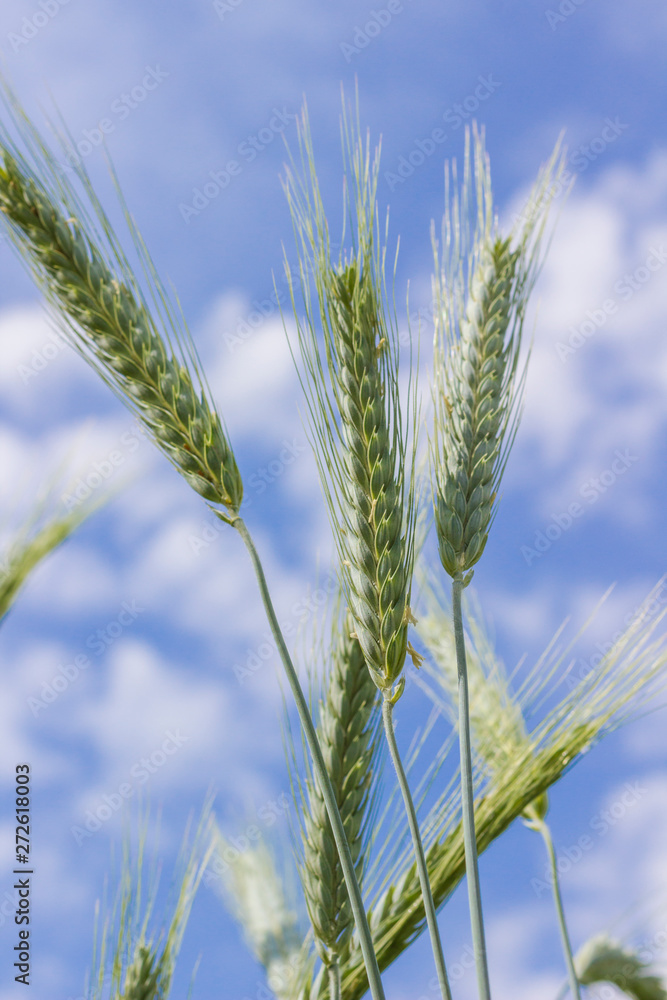 Flowering wheat: stamens of the green ear. Sky background.