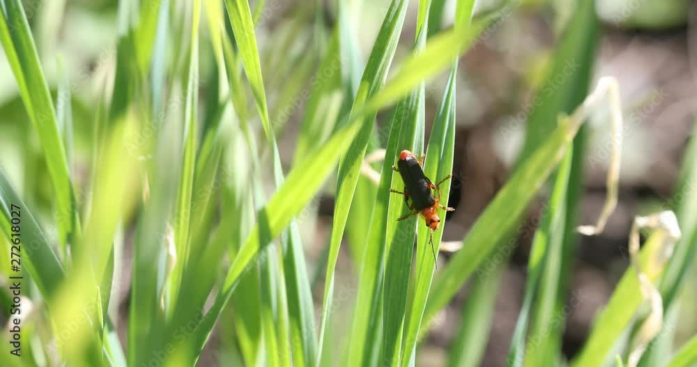 Black bug on green grass background in summer. Rural summertime macro scene. Closeup on colorful bright backdrop 4K Black bug on green grass background in summer. Rural summertime macro scene. Closeup on colorful bright backdrop 4K