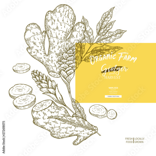 Hand drawn ginger root and leaves. Engraved colored vector banner. Food condiment package design temoplate. Food ingredient, aromatherapy, cooking. For cosmetic, medicinal herb, treating, healthcare.