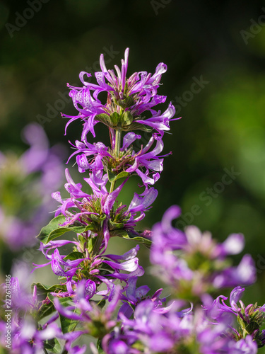 Ribbon Bush  Hypoestes Aristata  flower. Cape Town. Western Cape. South Africa