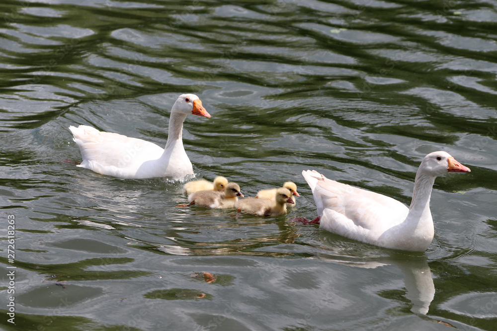 Une famille d'oies Une famille d'oies