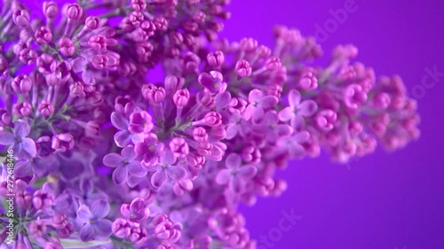 Lilac. Blooming violet lilac flowers closeup. Spring scene. Opening flowers time lapse. 4K UHD video footage 3840X2160