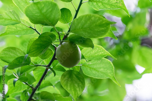 初夏の梅の実　緑が爽やかな梅の木の葉っぱ © photopic