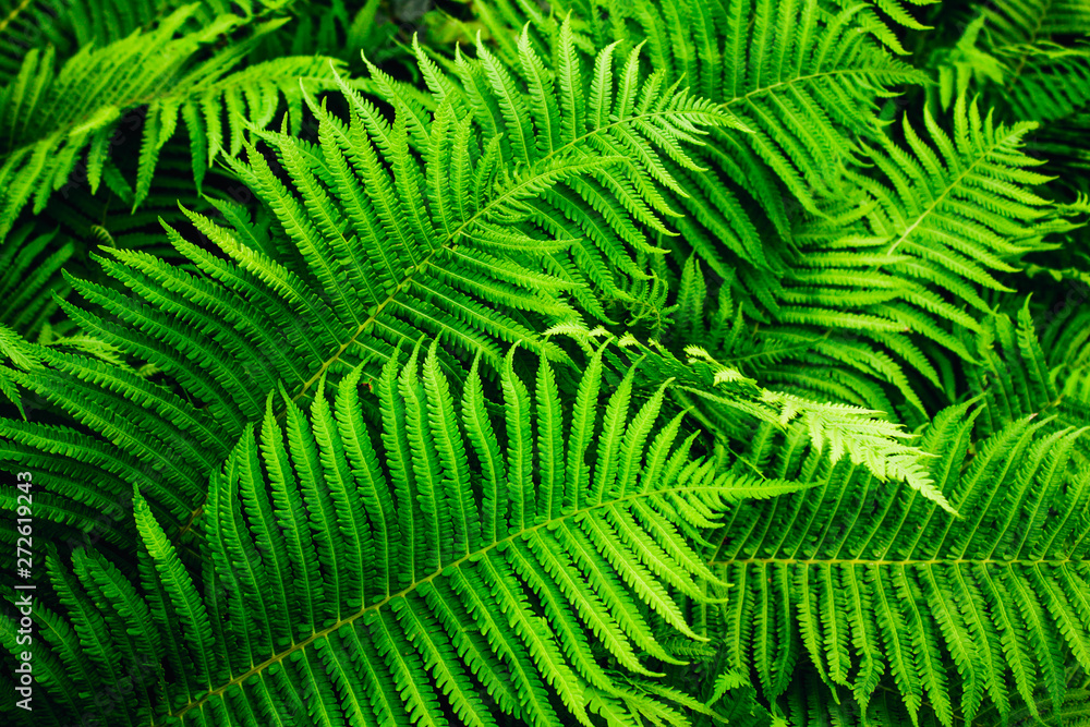 Beautyful fern foliage. Beautyful fern foliage.