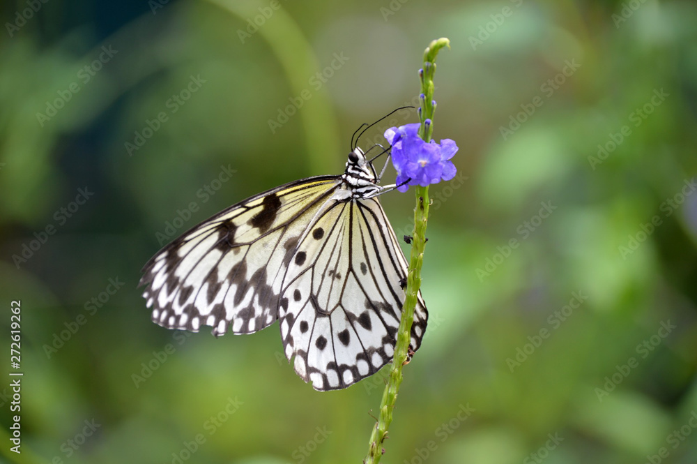 Naklejka premium Tree Nymp