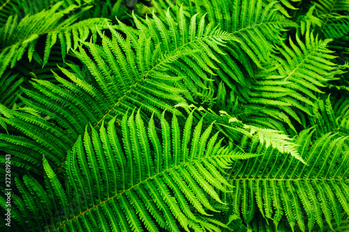 Beautyful fern foliage. 