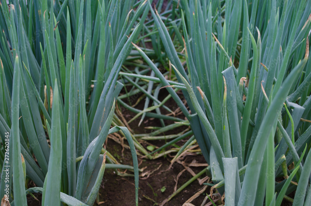 Obraz premium 栽培中のネギ