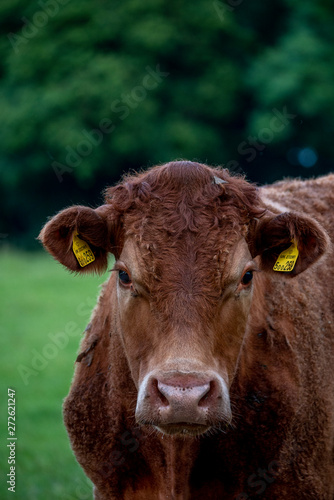 Cows, Cows in a Field, Sussex Cows