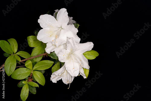White Flower Black Background Indoors 