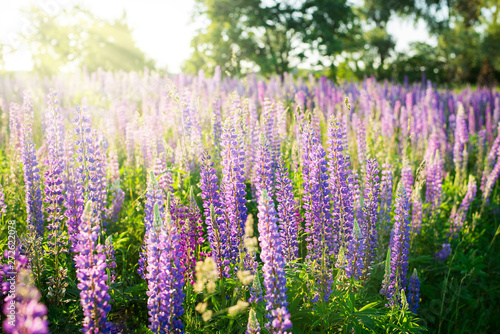 Big summer field of blooming lupine in the evening