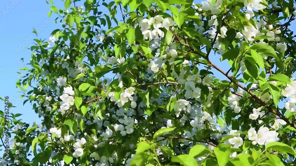 Branches with Apple tree flowers and green leaves swaying in the wind, natural background Branches with Apple tree flowers and green leaves swaying in the wind, natural background