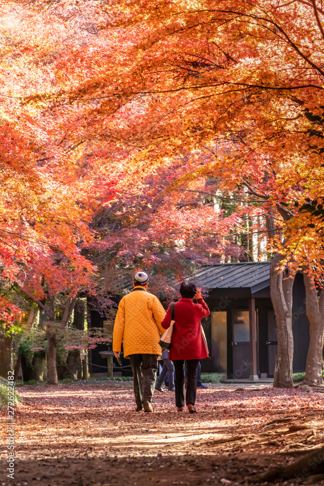 赤黄に色づいた紅葉の中を歩くカップル 赤黄に色づいた紅葉の中を歩くカップル