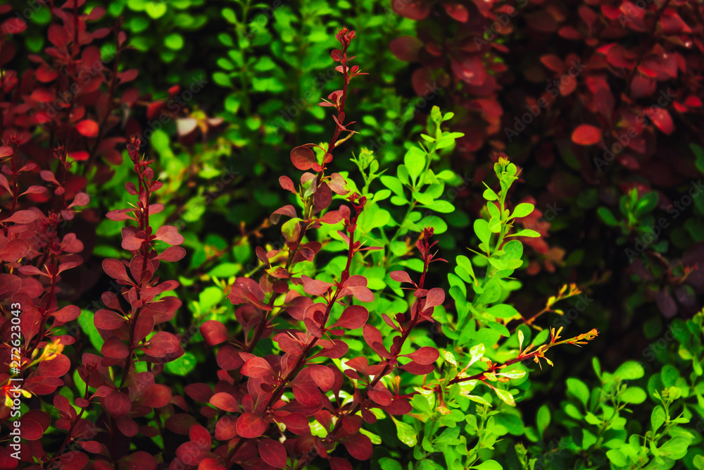 Green and red foliage.