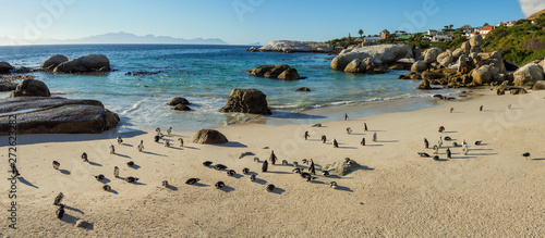 African penguin, black-footed penguin or jackass penguin (Spheniscus demersus) colony at Boulders Beack. Cape Town. Western Cape. South Africa