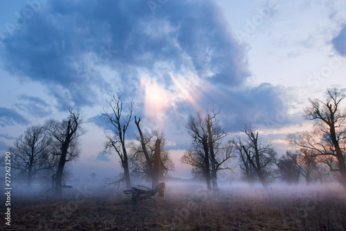 Foggy morning with a tree, a dawn landscape
