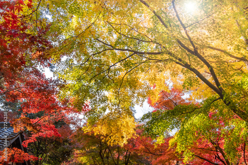 赤黄緑に色づいた紅葉の葉 赤黄緑に色づいた紅葉の葉