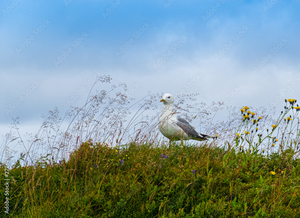Fototapeta premium Sitting seagull with wild flowers and a blue sky