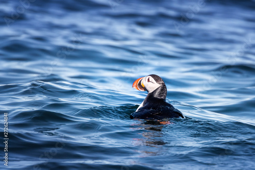 Atlantic puffin bobbing on the cold waters off the coast of Svalbard