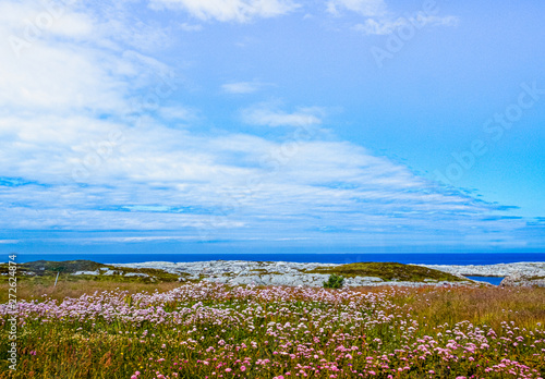 Seascape with Wild Flowers in the foreground