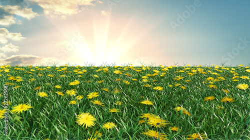 Fototapeta Naklejka Na Ścianę i Meble -  Summer meadow on bright sunny day