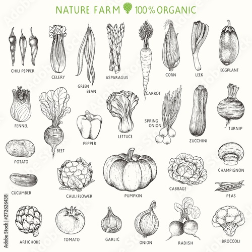 Set of hand drawn vegetables, vector illustration in vintage style.