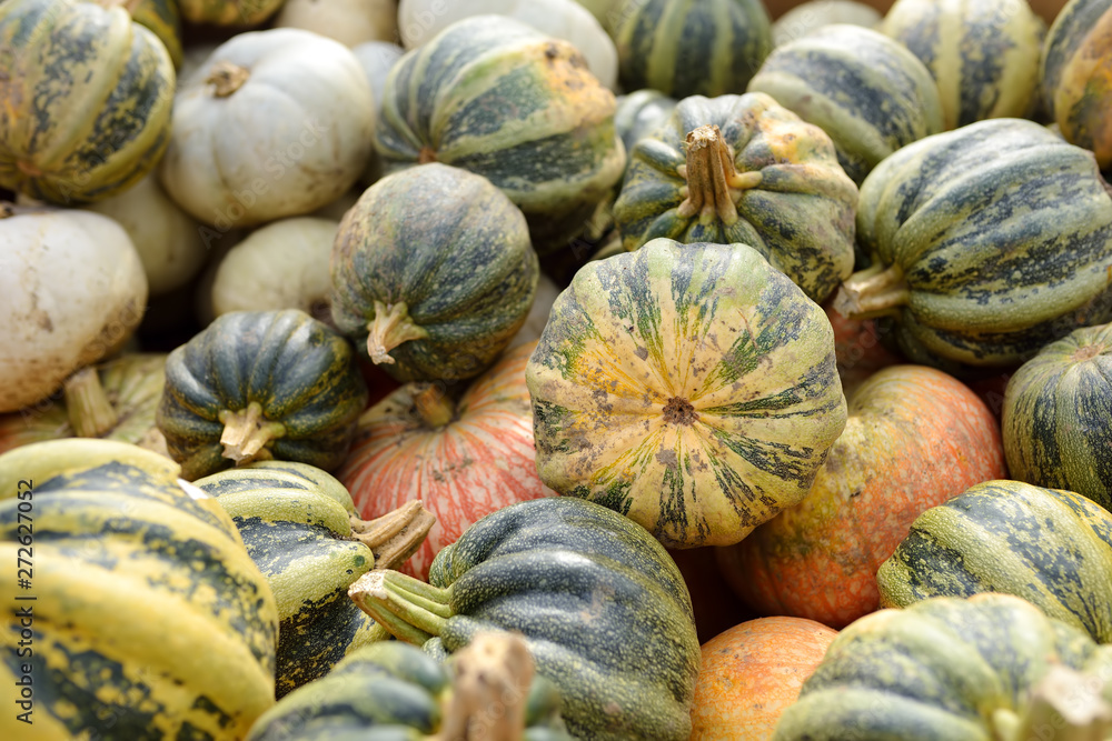 Fresh healthy bio pumpkins on farmer agricultural market at autumn.