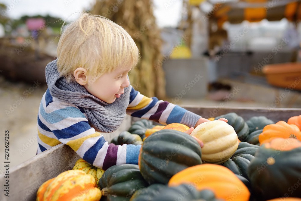 Fototapeta premium Cute little boy choosing organic pumpkin on agricultural farm at autumn.