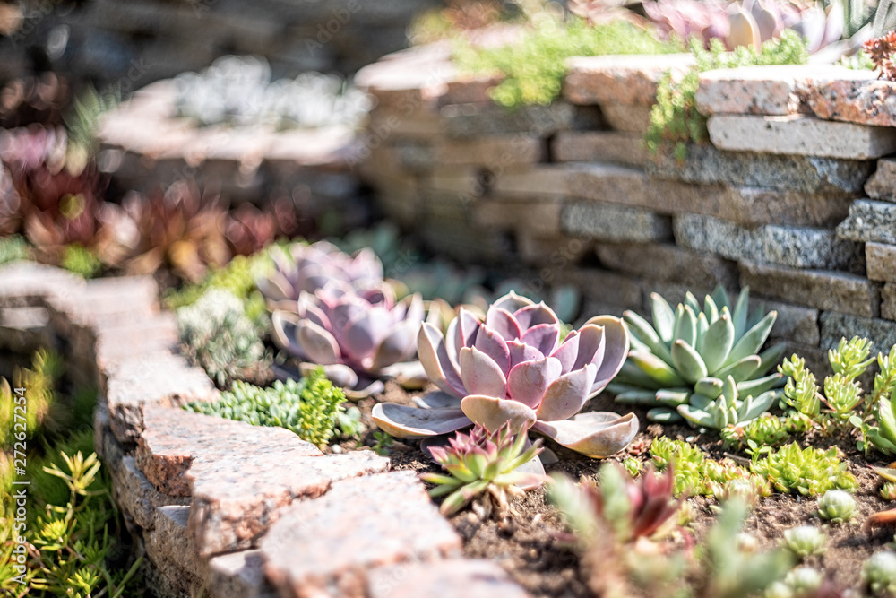 Εκτύπωση καμβά echeveria succulents in the garden in a sunny day