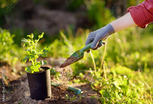 Woman planting seedlings in bed in the garden at summer sunny day. Gardener hands with young plant. Garden tools, gloves and sprouts close-up