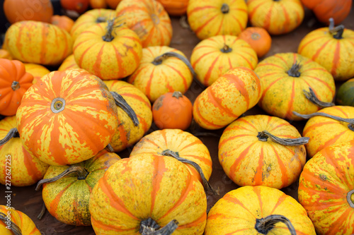 Fresh healthy bio pumpkins on farmer agricultural market at autumn. Pumpkin is traditional vegetable used on American holidays - Halloween and Thanksgiving Day.