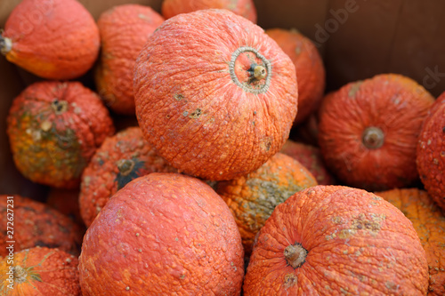 Fresh large healthy bio pumpkins on farmer agricultural market at autumn. Pumpkin is traditional vegetable used on American holidays - Halloween and Thanksgiving Day.