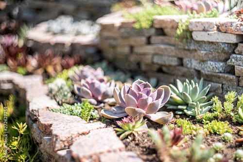 echeveria succulents in the garden in a sunny day