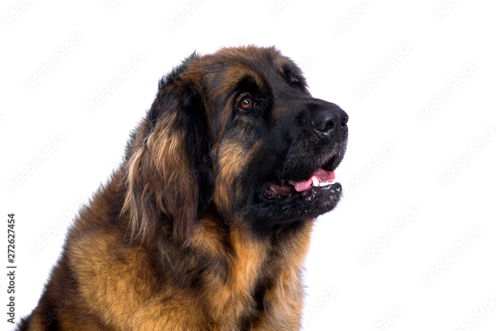 Leonberger, portrait on white background Leonberger, portrait on white background