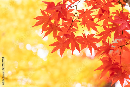 赤黄に色づいた紅葉の葉
