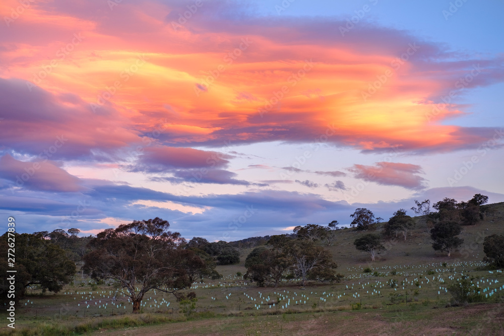Pink clouds above freshly planted trees in outback Googong, Australia