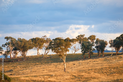 Rolling countryside and trees at sunset. Googong  NSW