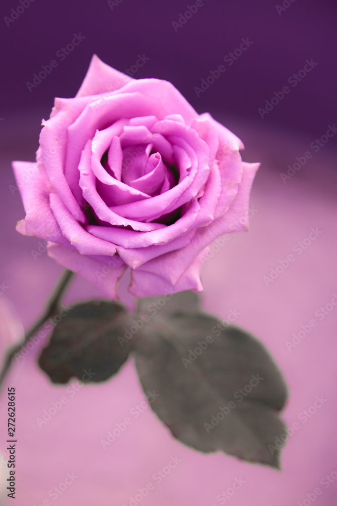 One light pink rose flower on the blurred gray background. One light pink rose flower on the blurred gray background.