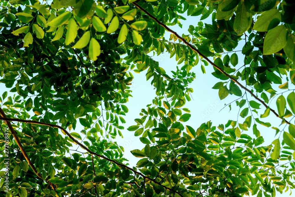 green leaves from bottom up to the sky green leaves from bottom up to the sky