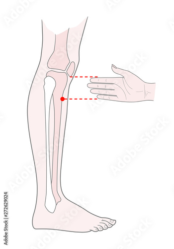 Active acupuncture points on the legs:  below the knee. Vector illustration.