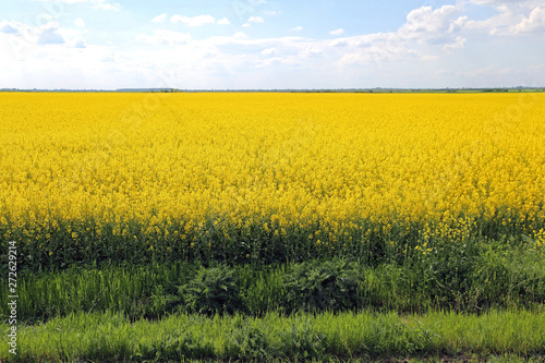 Canola Rapeseed