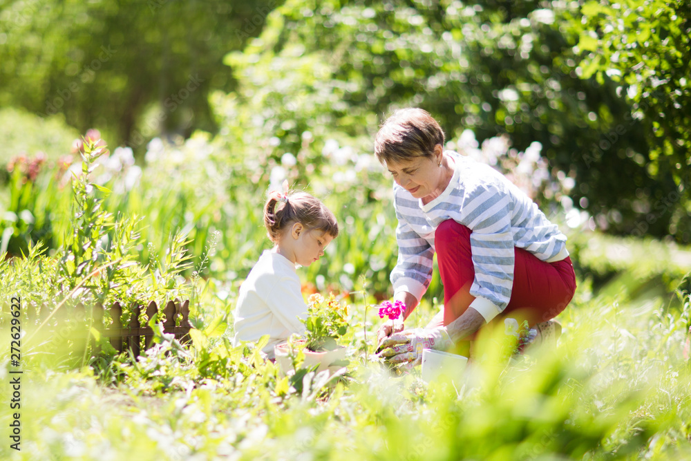 Fototapeta premium Grandmother with her granddaughter working in the garden.